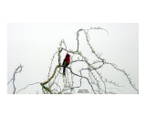 Cardinal Series 4