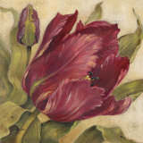 Scarlet Tulip