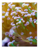 Frogspawn Coral Closeup 2