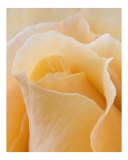 Rose 137