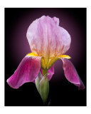 Iris Flower Bloom