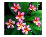 Pink Frangipani