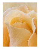 Rose 137