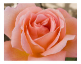 Rose 136