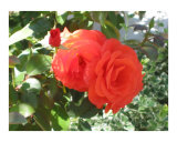 rose