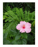heveanly pink