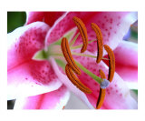 Stargazer