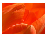 Tulip Petals
