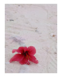 on the beach