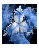 Blue Series  Blue Iris