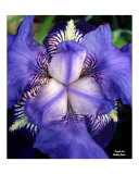 Purple Iris
