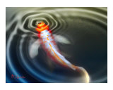 "Koi on the Surface"