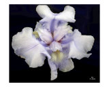 Purple Iris