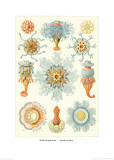 Colonial Jellyfish  Tablet 93  c1899-1904