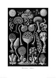 Nocturnal Fungus  Tablet 17  c1899-1904