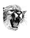 Mountain Lion