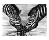 Burchell's zebra  Kenya