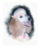 French Poodle
