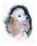 French Poodle