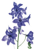 Delphinium