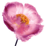 Pink Poppy