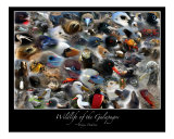 Wildlife of the Galapagos