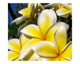 Hawaiian Eyes