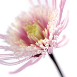Pink Flower