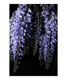 Wisteria