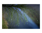 Droplets on the Pines