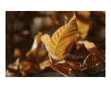 Golden Brown Autumn Leaves
