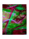 Fuschia Dreams II