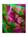 Fuschia Dreams I