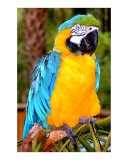 Majestic Macaw