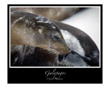 Galapagos Sea Lion
