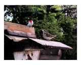 Male and Female Grosbeaks