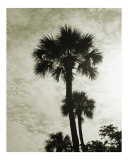 Vintage Palm Trees