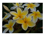 Plumeria