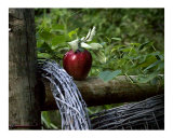 Fruit of Knowledge