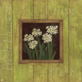 Paper Whites