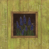 Grape Hyacinths