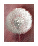 Dandelion Clock II