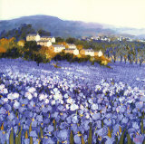 Champs D'Iris  Provence