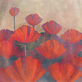 Poppies II