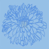 Chrysanthemum Bloom I