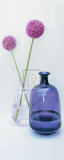 Allium II