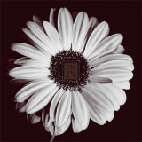 Gerbera