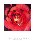Spanish Rose