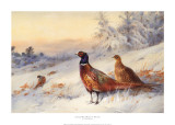 Cock and Hen Pheasant in Snow