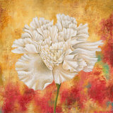 Peony Dawn II